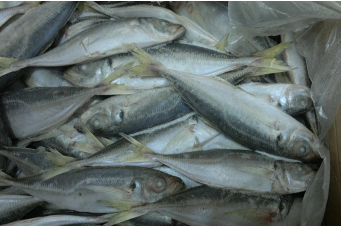 Frozen Atlantic Horse Mackerel fish