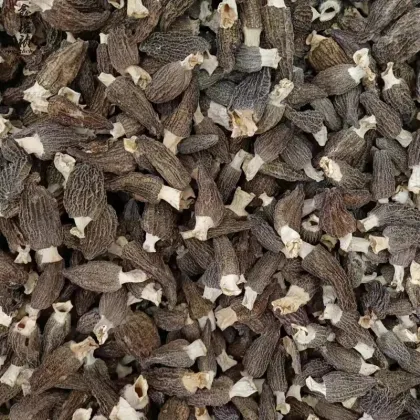 Yang Du Jun Dried Morel Mushrooms - Morchella Conica Esculenta Supplier