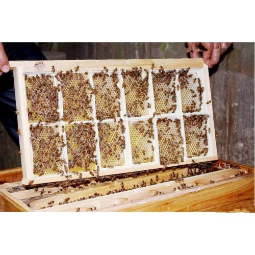 Премиум качества свежей чистой природных гребень мед