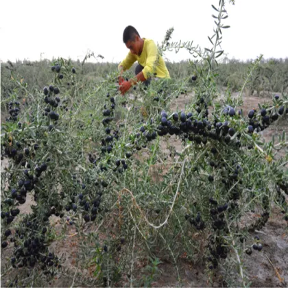 Wild Organic Black Wolfberry