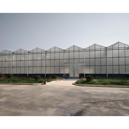 Microalgae Multi Type Agricultural Planting Greenhouse