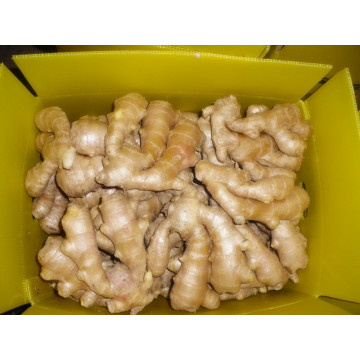 Shandong საჰაერო გამხმარი Ginger