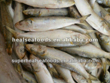 Frozen_Sardinella_for_Bait1