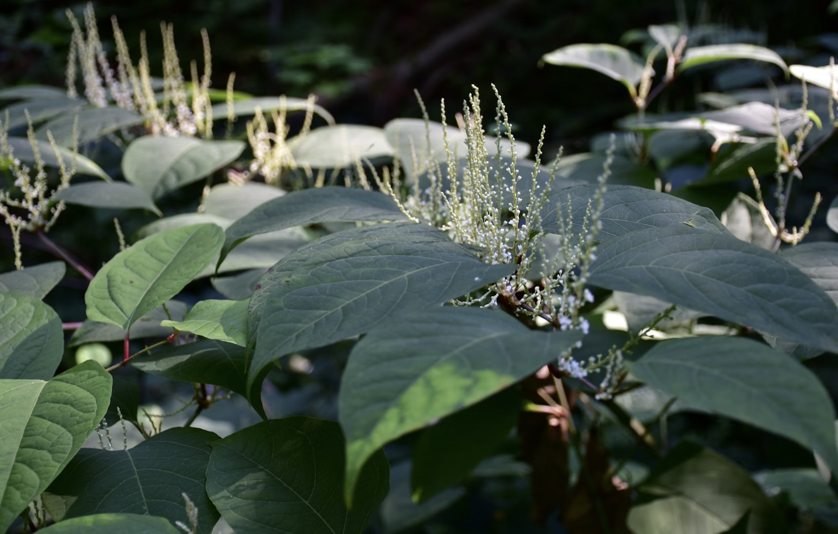 Knotweed Extract