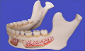 Модель нижней челюсти (для образовательных и медицинских целей)