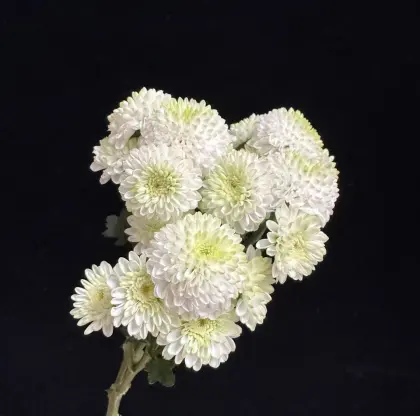 Spray Chrysanthemum Cologne perfume