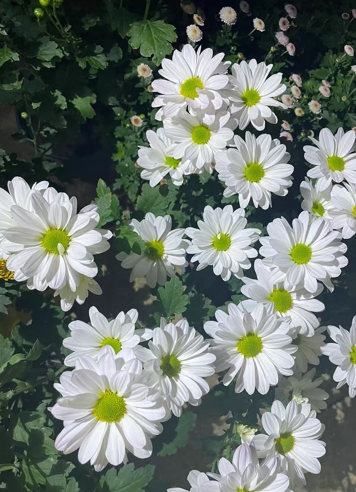 Kennedy white chrysanthemum