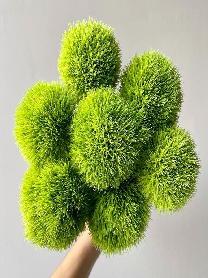 Green Trick Dianthus