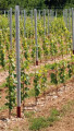 Vineyard bài viết thép uk