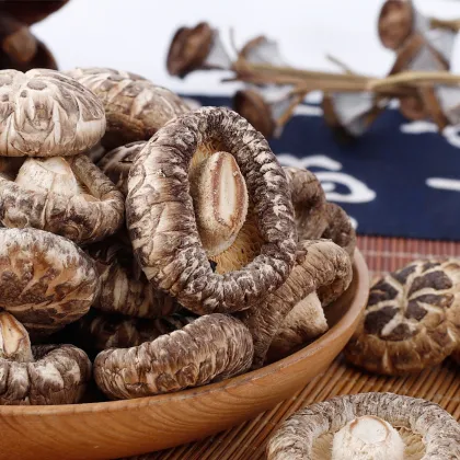 Black Edibble fungus flower mushroom
