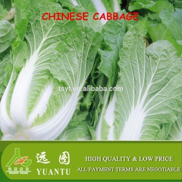 fresh cabbage price in china
