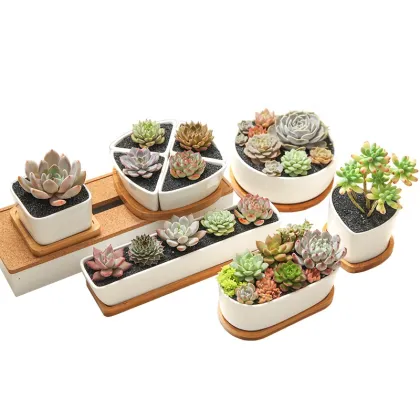 Ceramic Cactus Flower Pot with Bamboo Tray