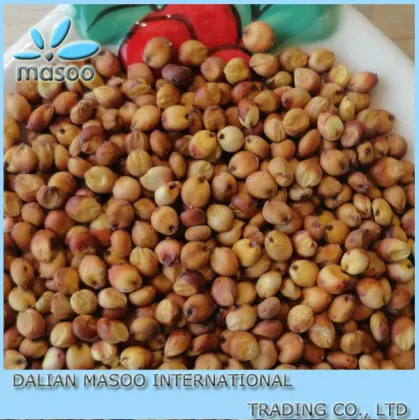 sorghum Inner Mongolia china 2013 full grain