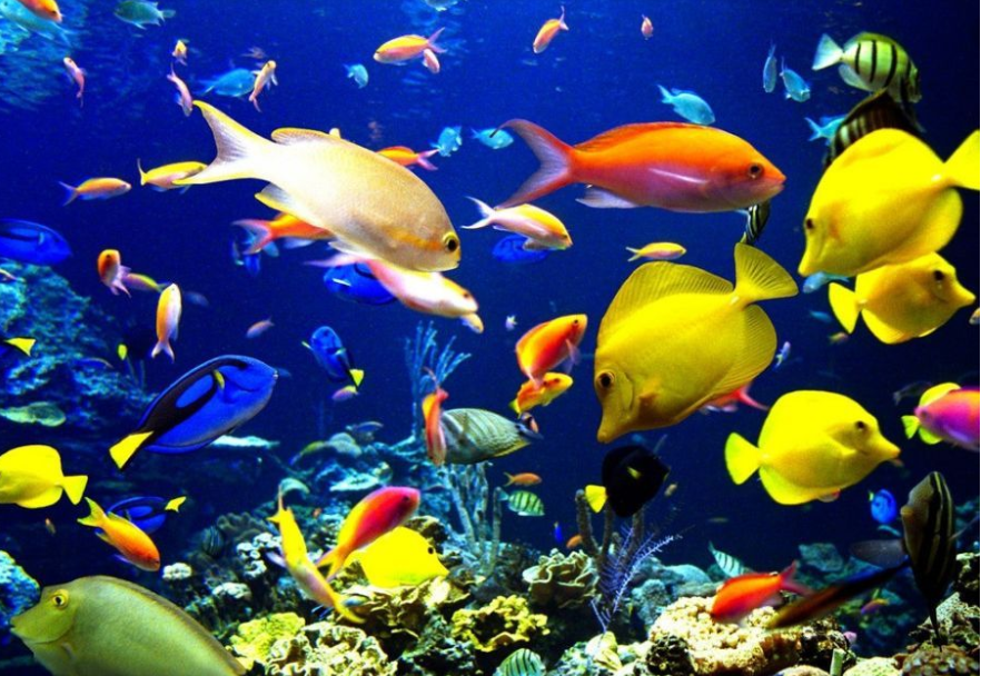 coq10 vs astaxanthin