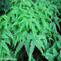 PolypodiuM Extract Powder Großhandel