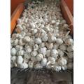 Cheap price fresh garlic new crop 2020