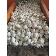 Cheap price fresh garlic new crop 2020