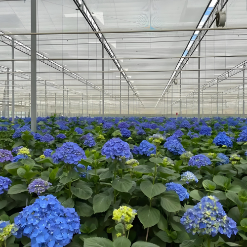 Top Quality Granular Soil Conditioner