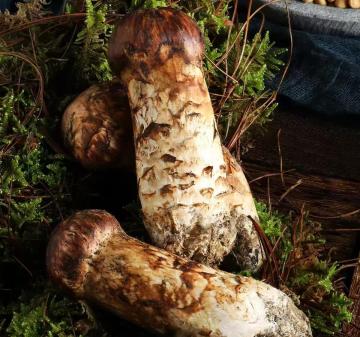 Premium Matsutake Mushroom Fine Dining Luxury Bulk