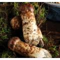 انبوه ناهار خوری خوب قارچ ماتسوتاکه ممتاز