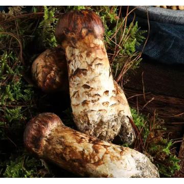 انبوه ناهار خوری خوب قارچ ماتسوتاکه ممتاز