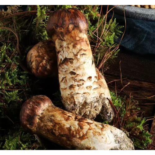 انبوه ناهار خوری خوب قارچ ماتسوتاکه ممتاز