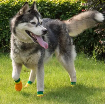 Waterproof Medium Pet Dogs Shoes