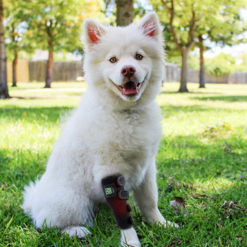 Portable Pet Physiotherapy Instrument for Wound and Fracture Healing