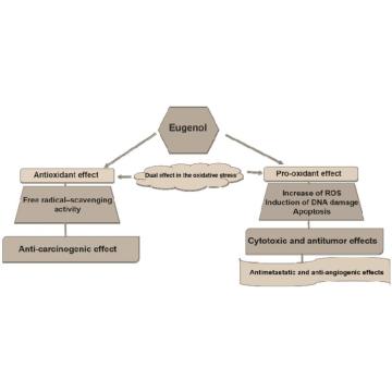 Pasokan pabrik 99% minyak eugenol untuk penggunaan farmasi