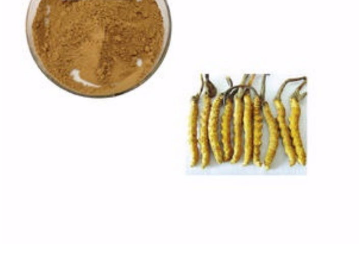 Cordyceps Sinensis Png