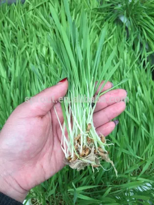 hydropoincs animal fodder sprout machine. barley/wheat/ oats/ maize