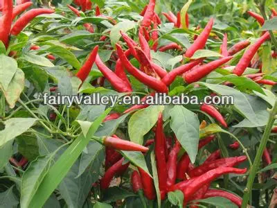 Hybrid F1 Pod Pepper Seeds/Tabasco Pepper Seeds Red Chili Seeds For Sale-Brightness Red 99