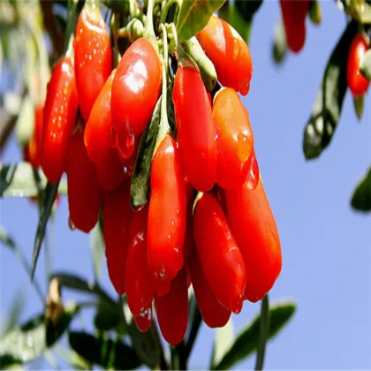 Dried Goji Berries Antioxidants