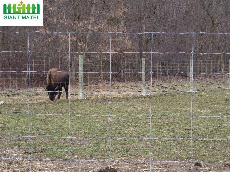 Glavanized PVC Coated Field Fence Deer Farm Fence