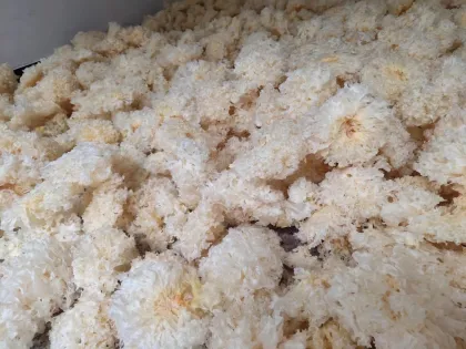 Organic Tremella Mushroom Fresh Products