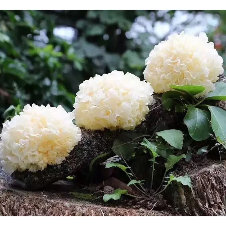 Tremella Fuciformis Extract