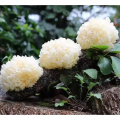 Comestics Comestics Tremella fuciformis استخراج مسحوق