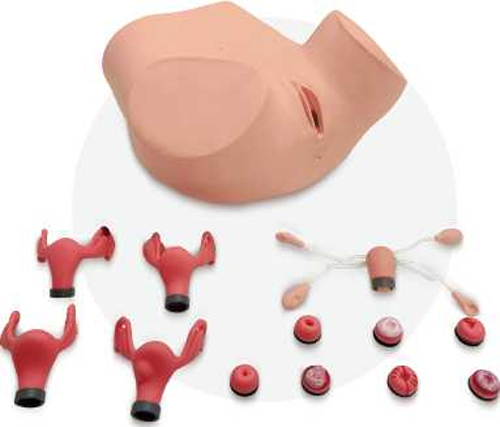 Advanced gynecological examination model