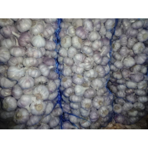 Fresh Garlic Loose Packing