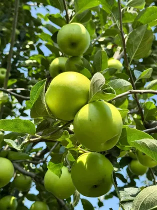 Delicious Fresh Green Apple YNxiguo Organic Choice