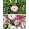 Lisianthus সরাসরি ফার্ম থেকে পিঙ্ক এজ সহ পাইকারি