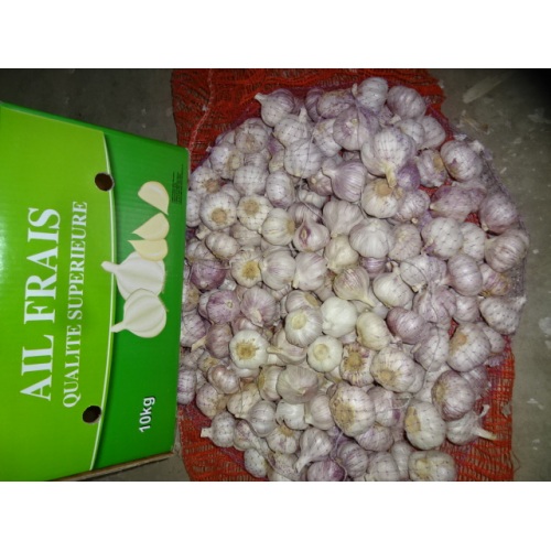 2020 New Season Normal White Garlic Size 5.0cm