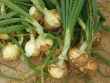 New Crop Fresh Yellow Onion 2019