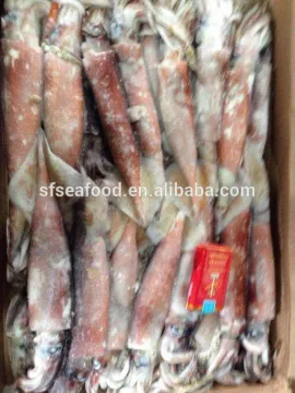 Frozen Todarodes Pacificus Squid