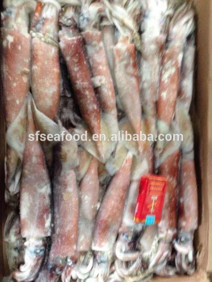 Frozen Todarodes Pacificus Squid