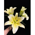 তাজা হলুদ ওরিয়েন্টাল লিলি ফুলের তোড়া