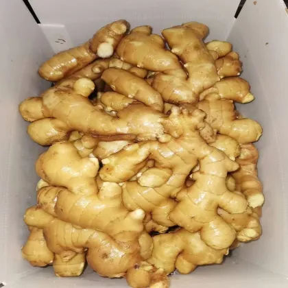 Selected Fresh/Air Dried Yellow Ginger