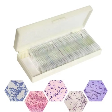 Microbiology Bacteria Prepared Microscope Slides - 50 Items FRT2003 Teaching Resource for Medical Science