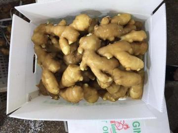 FRESH GINGER GOOD QUALITY