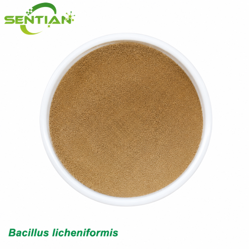 Bacillus licheniformis Soil Conditioner Microbial Agent